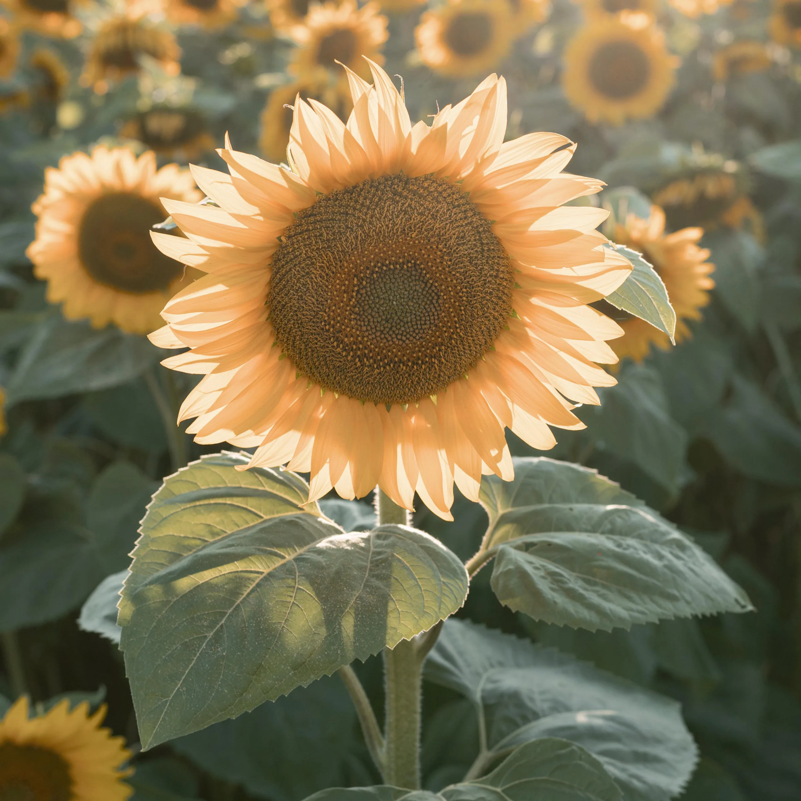 beautiful-sunflower-field