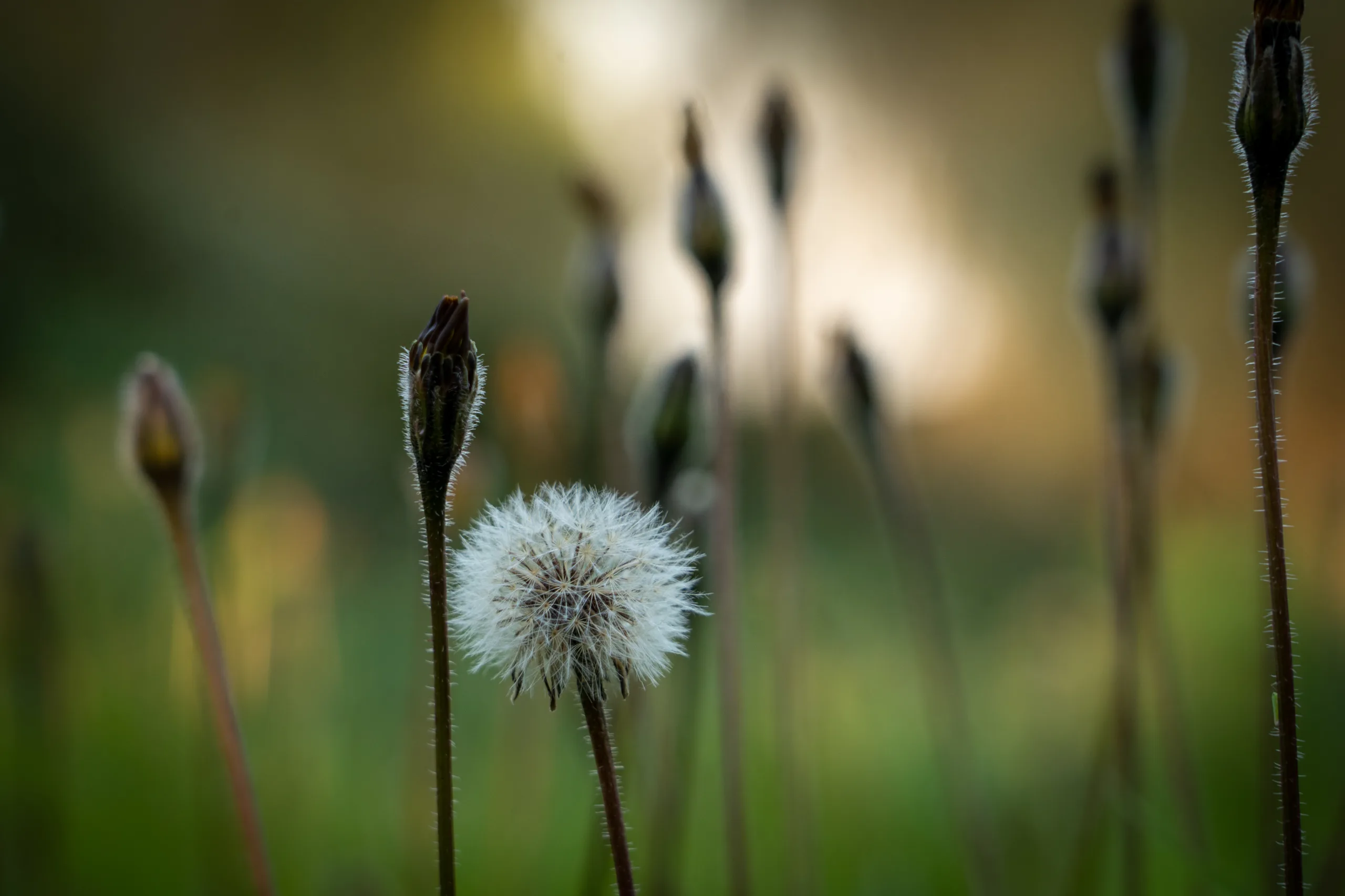 focus-foreground-ashdod